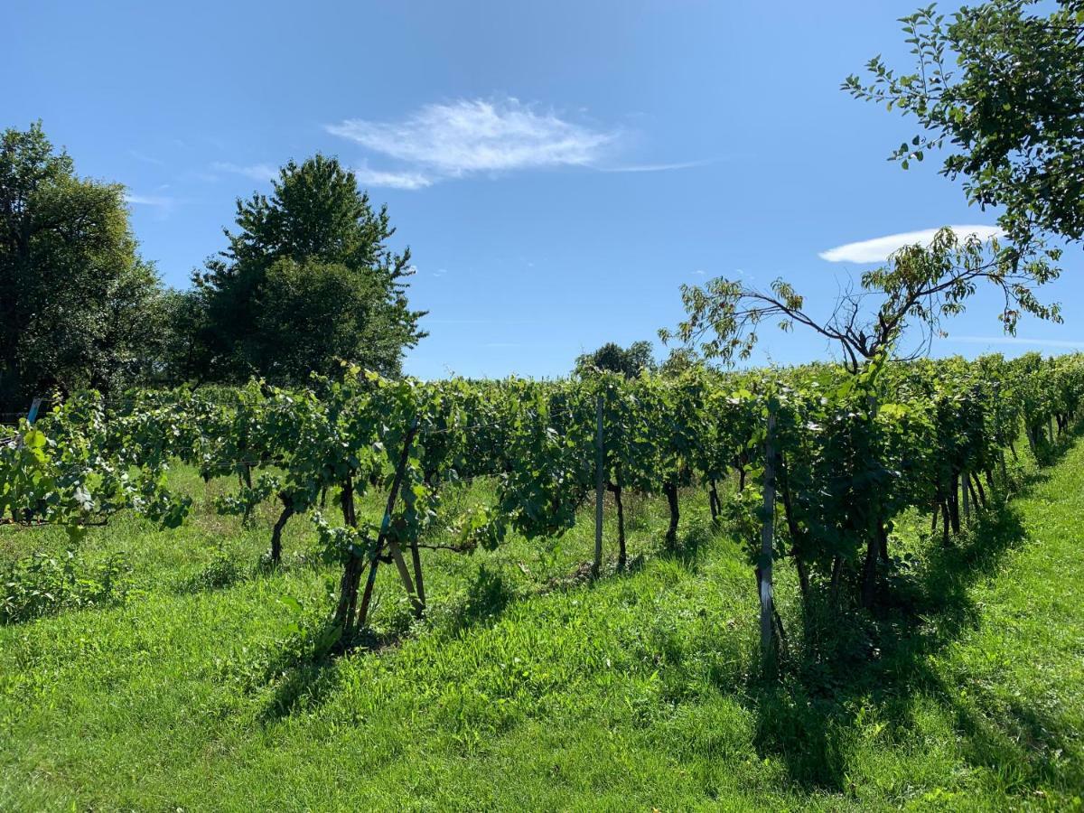 Urlaub Im Weingarten Winten  Luaran gambar