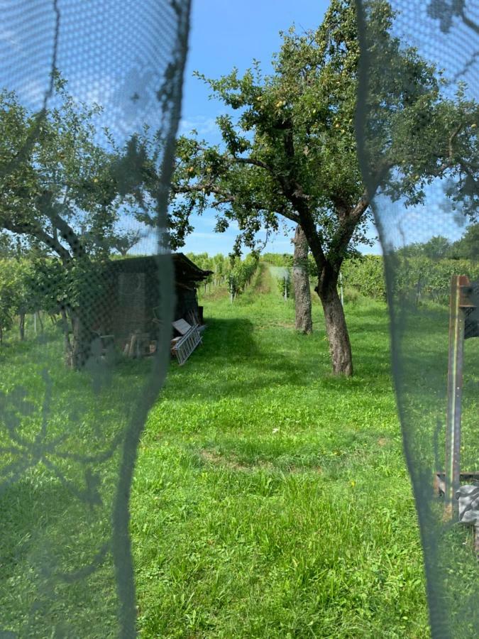 Urlaub Im Weingarten Winten  Luaran gambar